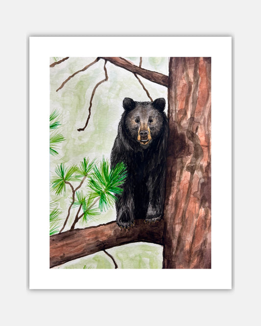 Black Bear